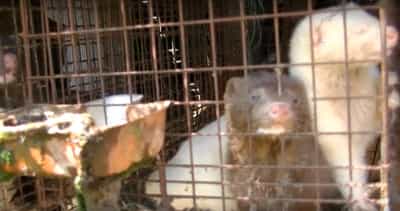 反皮草運動獲勝日水貂養殖場歇業 Dq 地球圖輯隊