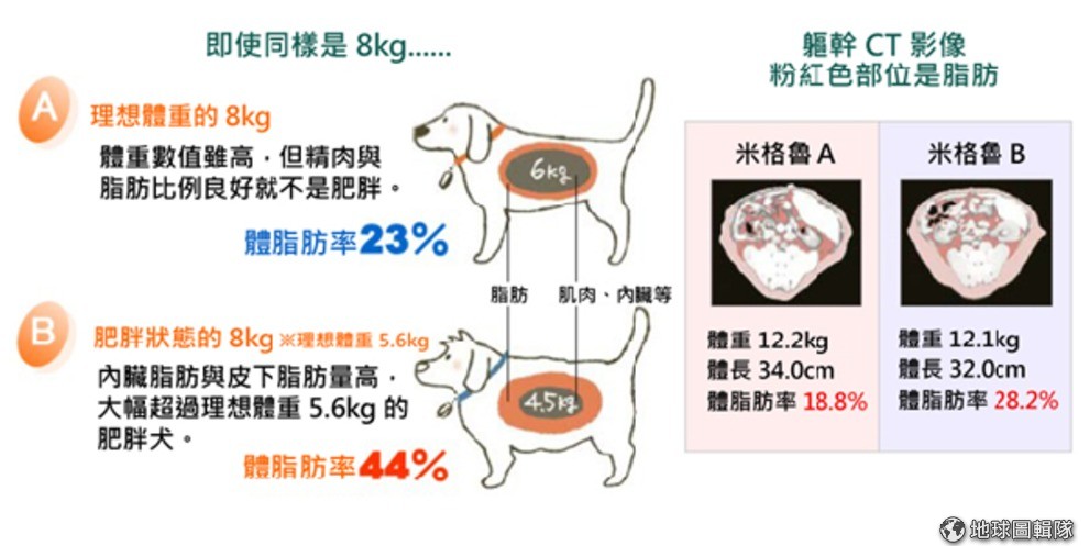 4隻家犬1隻胖日本推犬用體脂計 Dq 地球圖輯隊