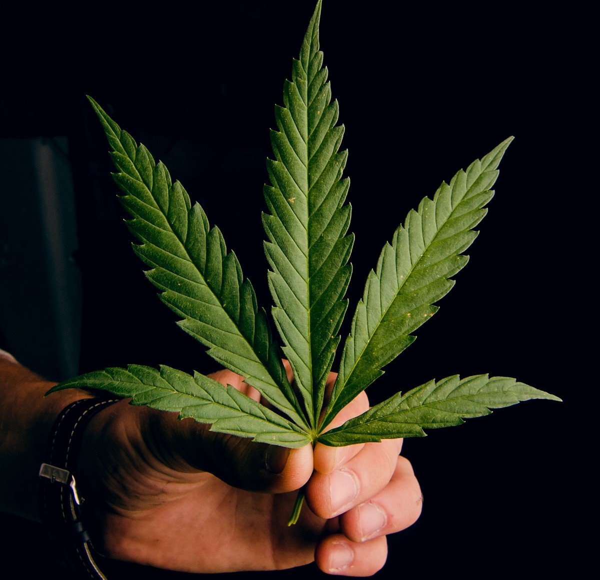 地球哈一口 逐漸主流商業化4國際大麻日背後的秘辛 Dq 地球圖輯隊