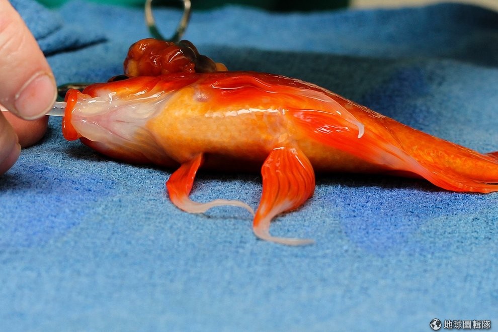 澳洲動物醫院用三桶水救回腦瘤金魚 Dq 地球圖輯隊