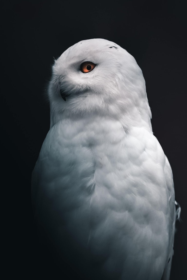 文章插圖