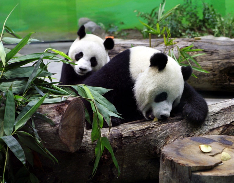 文章插圖