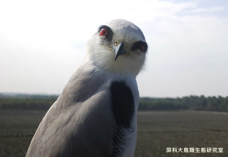 文章插圖