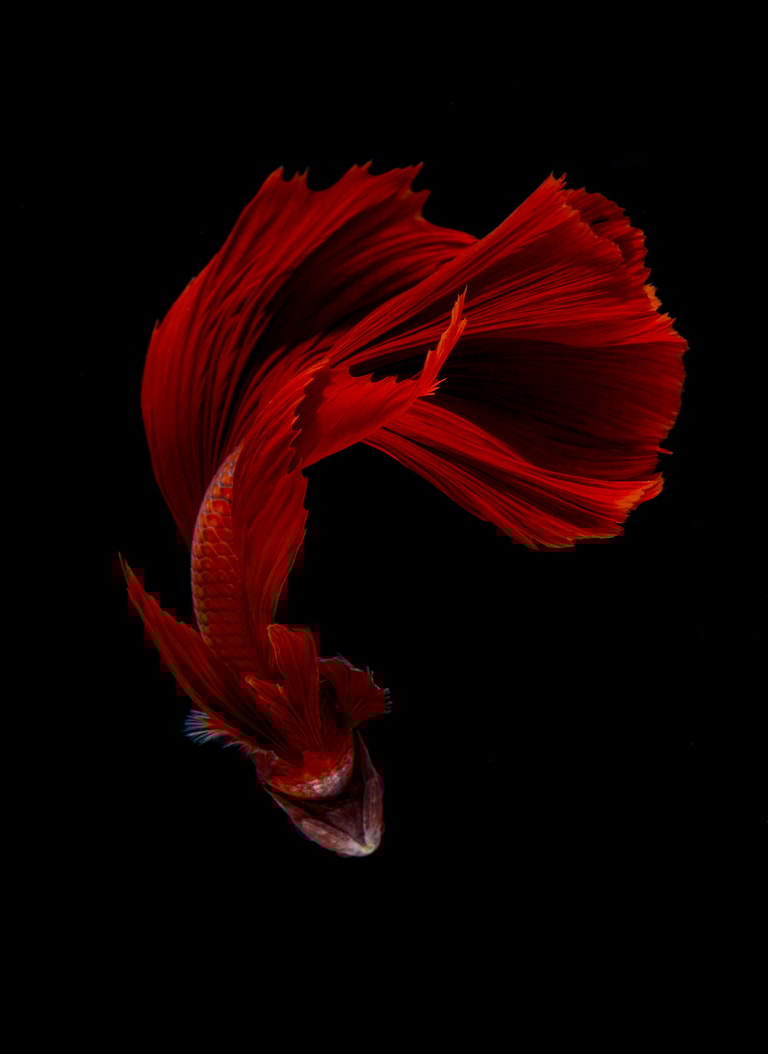 文章插圖