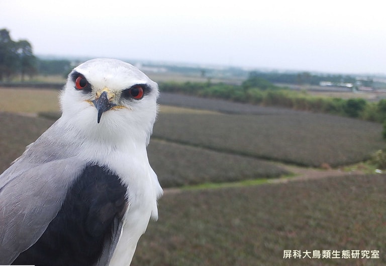 文章插圖