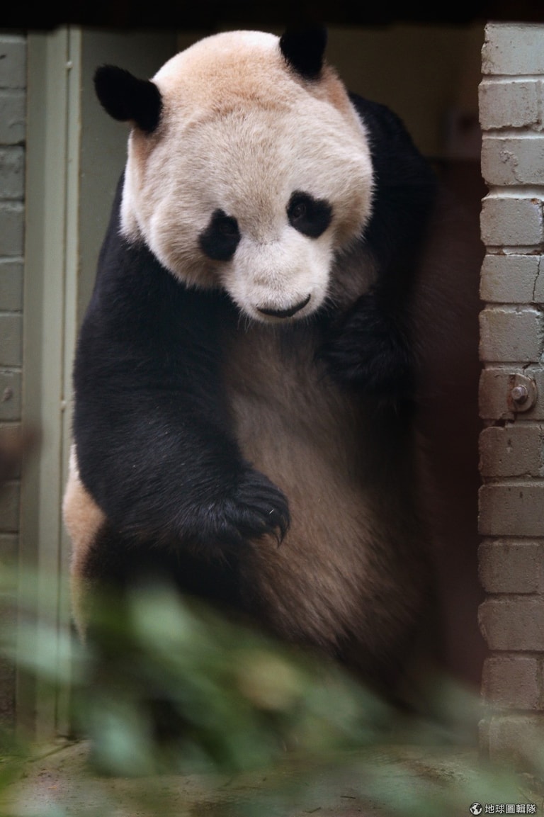 文章插圖