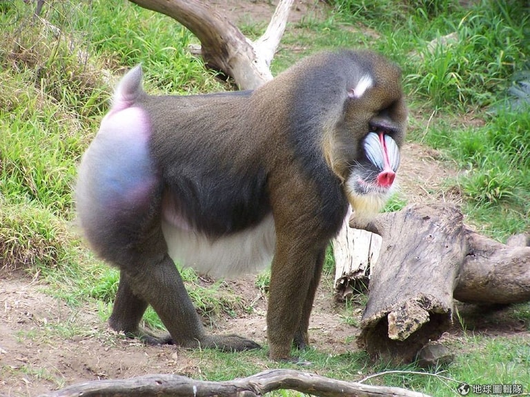 文章插圖