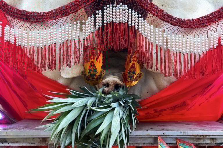 【地球 24小時】09/07 桃園中元賽神豬 | DQ 地球圖輯隊