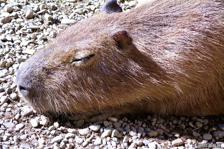 文章插圖