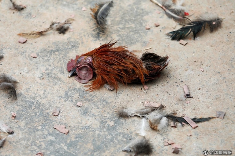 文章插圖