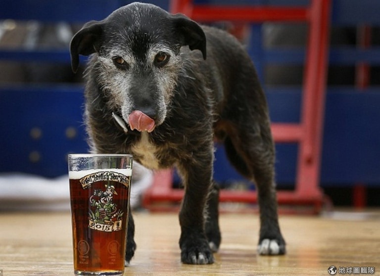 請勿模仿 品酒評酒牠們在行 Dq 地球圖輯隊