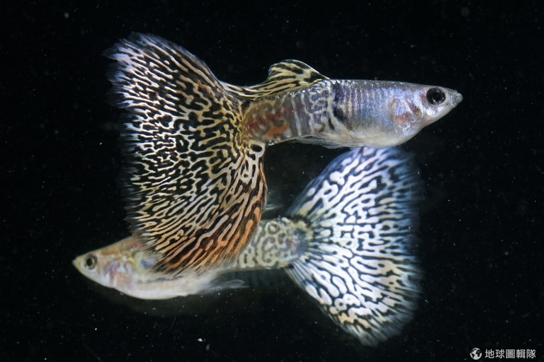 文章插圖