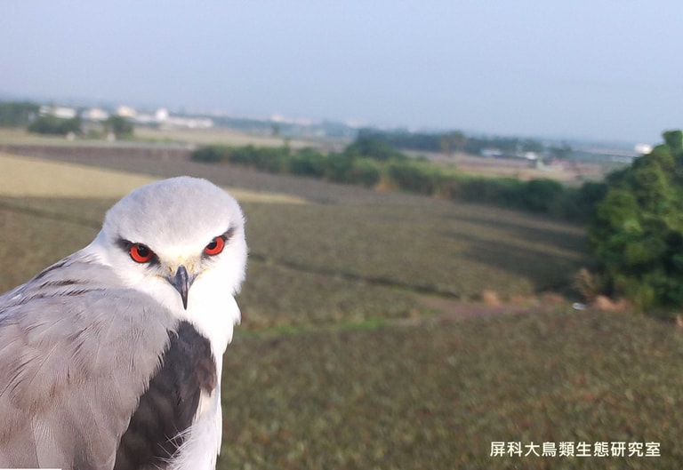 文章插圖