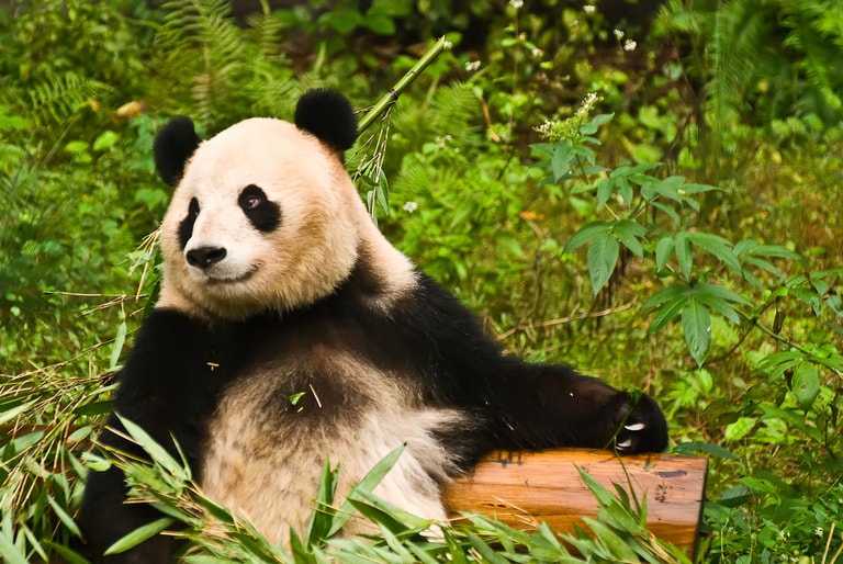文章插圖