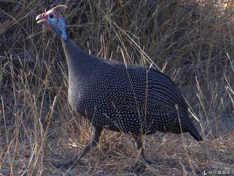 文章插圖