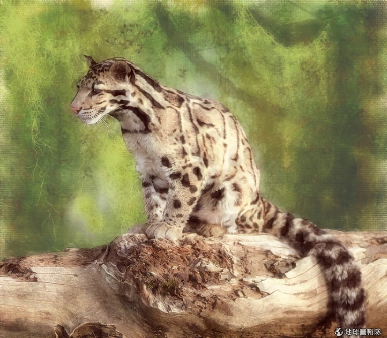 文章插圖