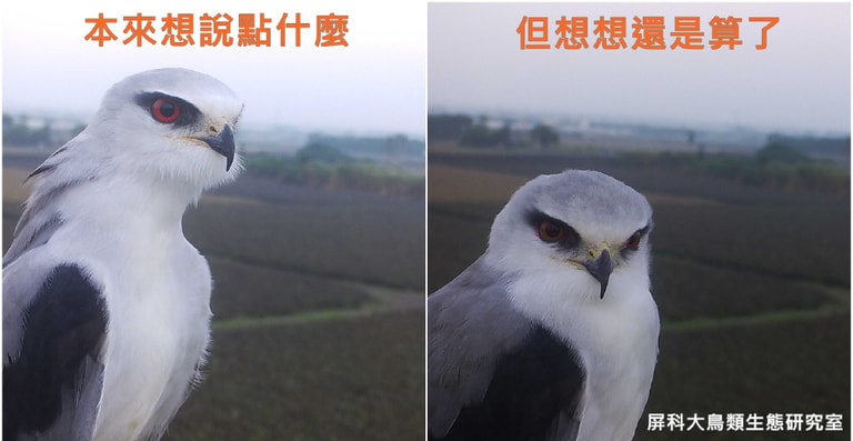文章插圖