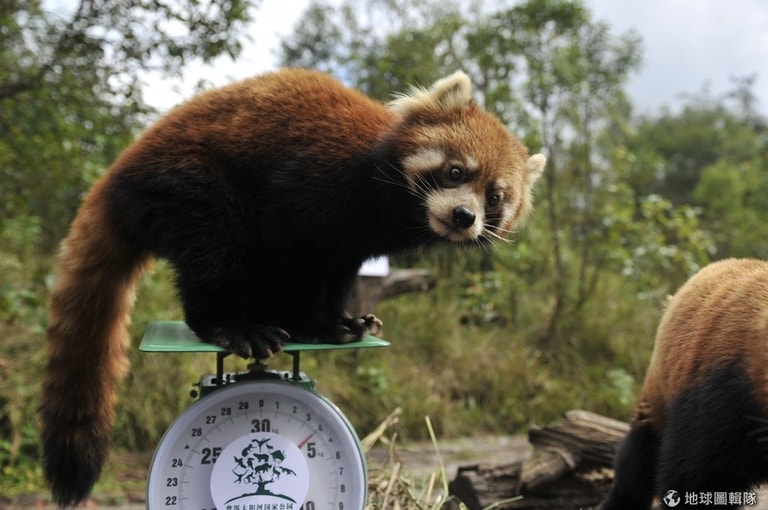 文章插圖