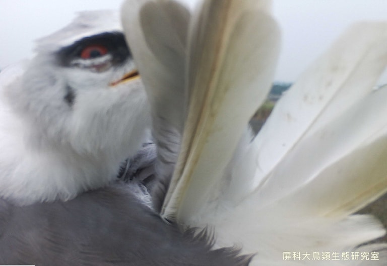 文章插圖