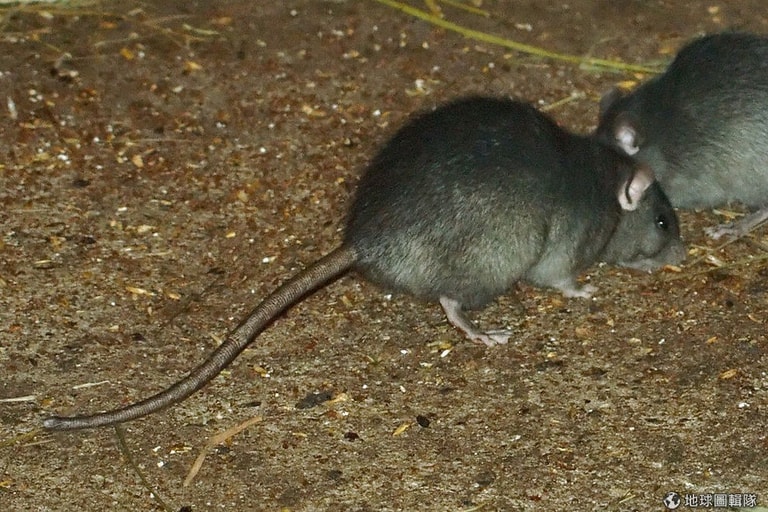 文章插圖