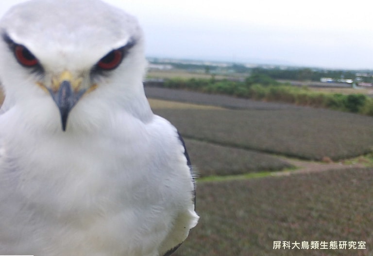 文章插圖