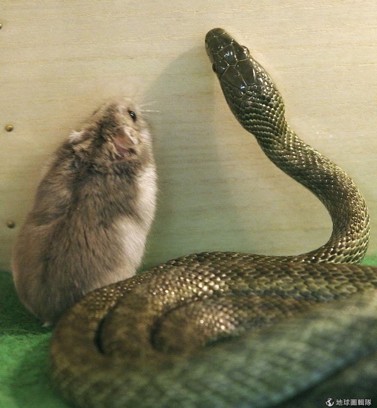 文章插圖